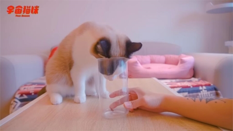 貓咪有慣用爪？飼主拿零嘴實驗　3喵皇居然「先伸頭」網笑：都是頭撇子