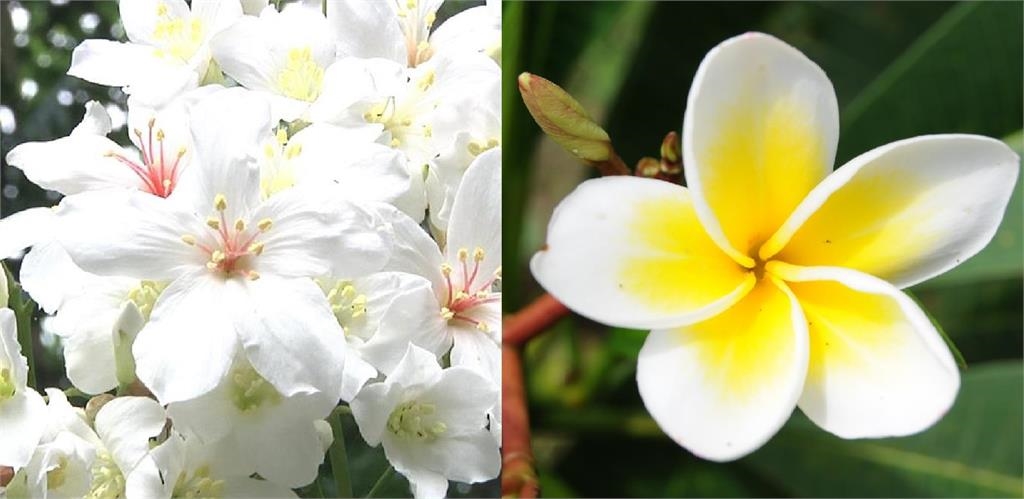 快新聞／瞎！　桃園油桐花季裝飾變雞蛋花　網酸：這樣可以驗收？