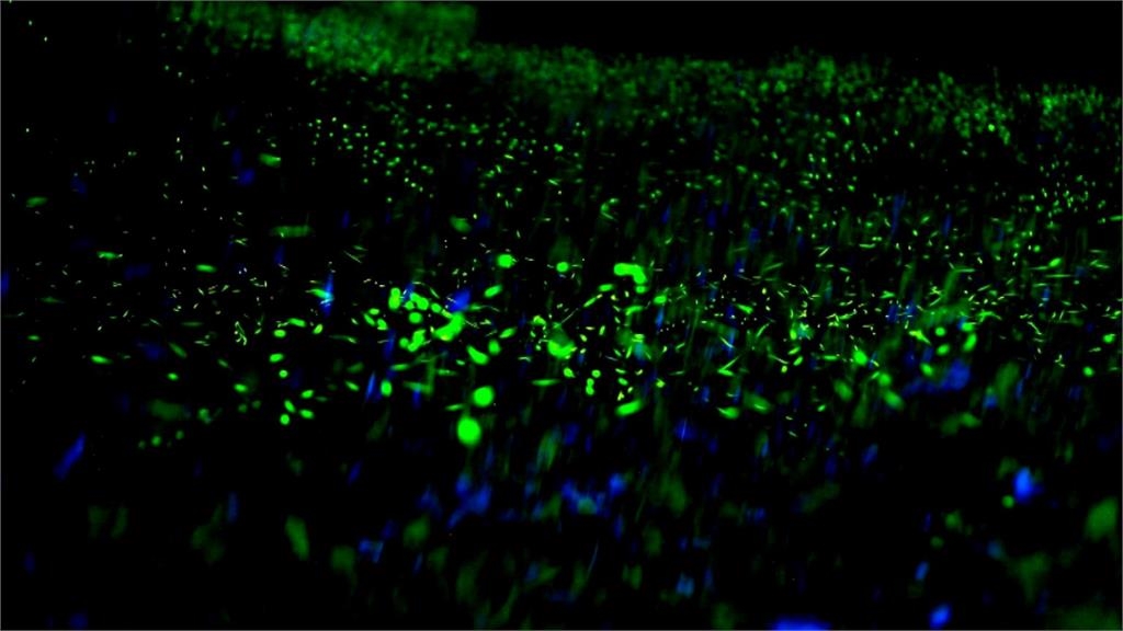 超夢幻!螢火蟲與藍眼淚共舞 三義美景玩一波