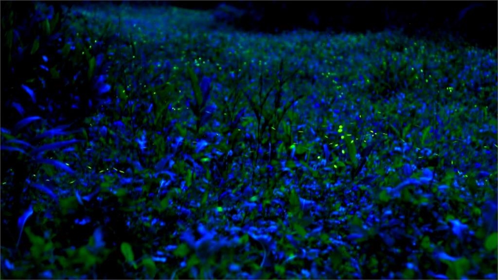 超夢幻!螢火蟲與藍眼淚共舞 三義美景玩一波