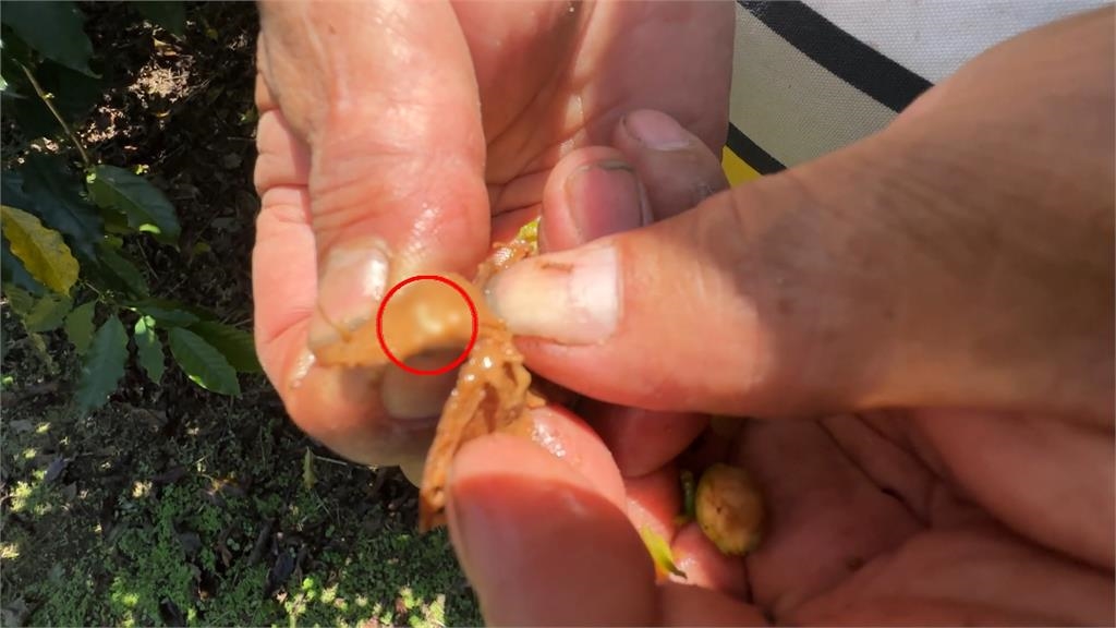 咖啡果小蠹作怪! 農業局"清源+懸掛誘引器" 消滅病蟲害