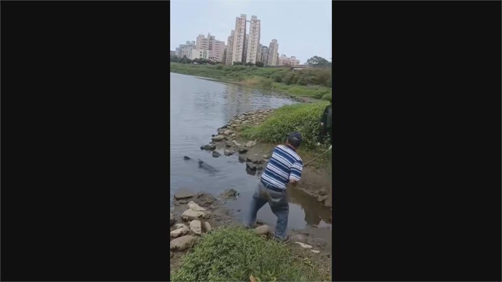 跟人一樣高！男子基隆河釣50斤烏鰡　抓上岸合照網友見狀求：拜託放生