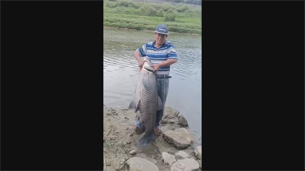 跟人一樣高！男子基隆河釣50斤烏鰡　抓上岸合照網友見狀求：拜託放生