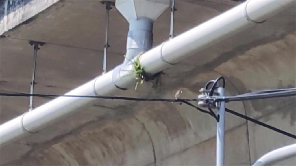 這棵小樹「樹佔溝巢」　長在高架橋夾縫間逢雨阻排水