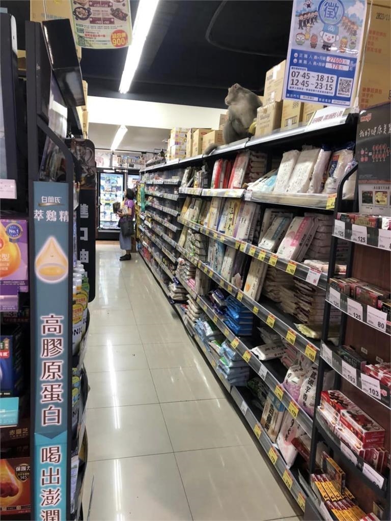 高雄驚見獼猴逛超市!偷拿香蕉「躲貨架開吃」網笑了:請吱猿收銀
