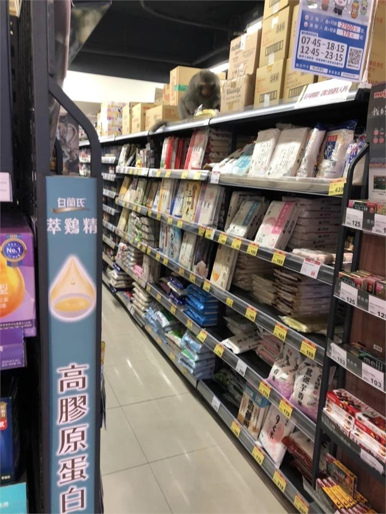 高雄驚見獼猴逛超市!偷拿香蕉「躲貨架開吃」網笑了:請吱猿收銀