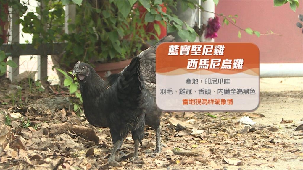 「藍寶堅尼雞」連蛋都黑的　黑得發亮！驚人身價曝