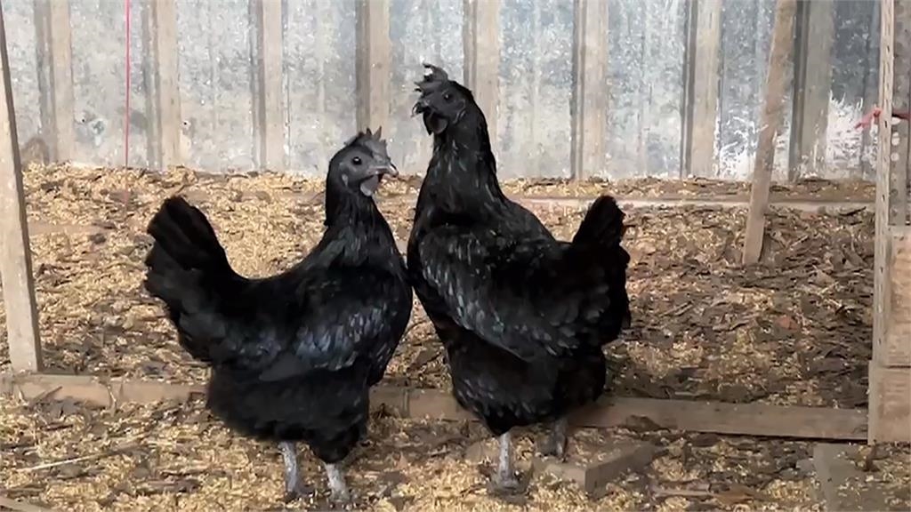 「藍寶堅尼雞」連蛋都黑的　黑得發亮！驚人身價曝