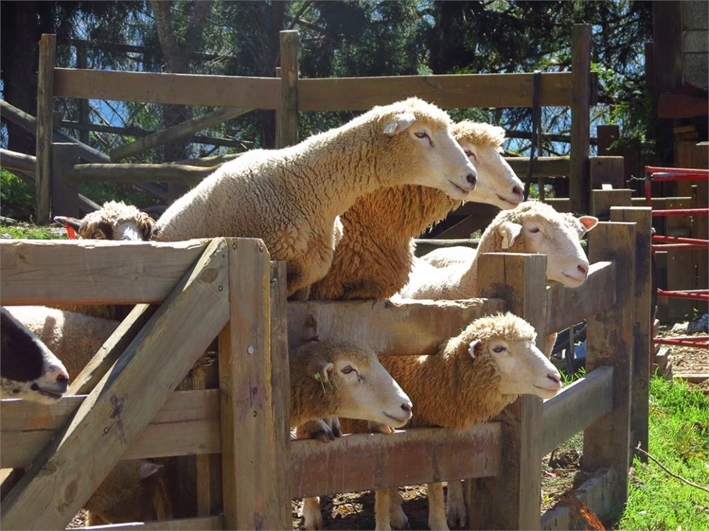 不是因為孝順!清境農場母親節揭「羔羊跪乳」真相 網笑:浪漫呢?