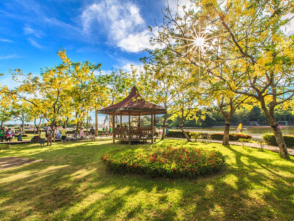 台南虎頭埤阿勃勒將盛開 市長黃偉哲邀賞黃金雨