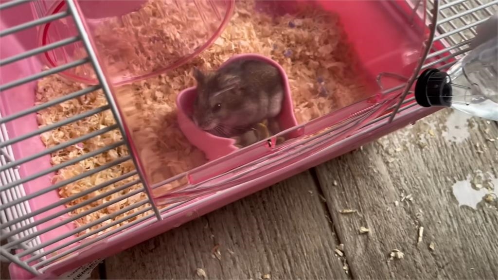 中國妻憂兒不能養活倉鼠！被台店員宣導珍愛生命　大讚：給我和孩子上課