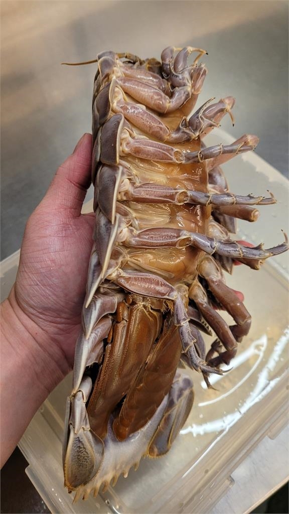 大王具足蟲外觀太衝擊!自然老師揭驚人身世:近親就是海蟑螂