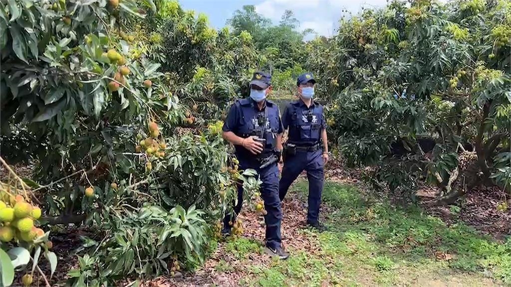 玉荷包產季到「每台斤上看250元」　警加強巡邏果園防宵小