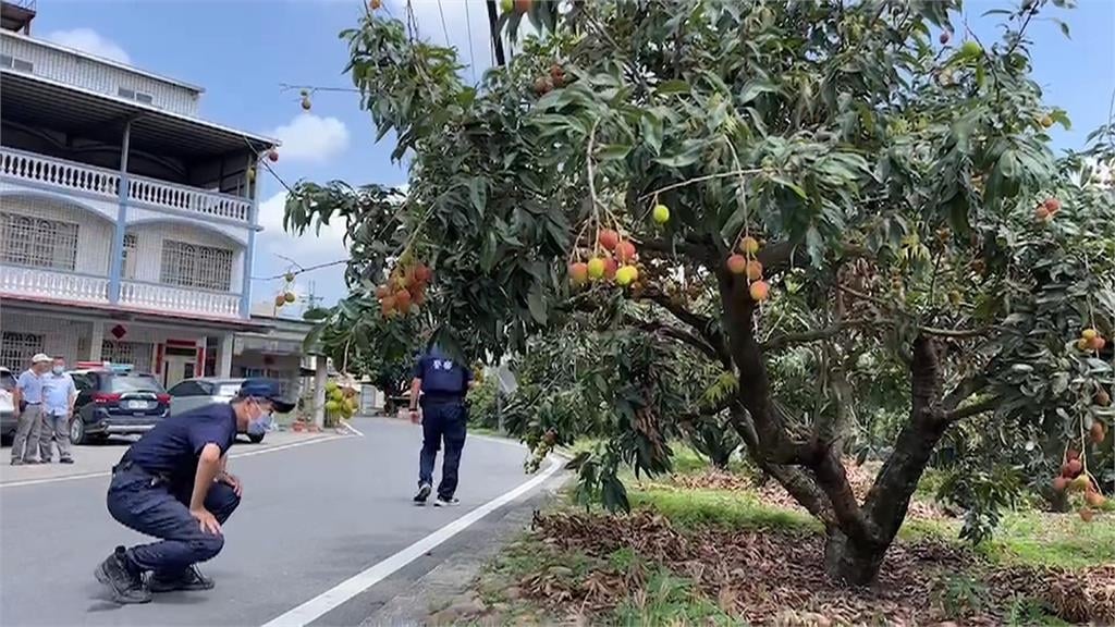 玉荷包產季到「每台斤上看250元」 警加強巡邏果園防宵小