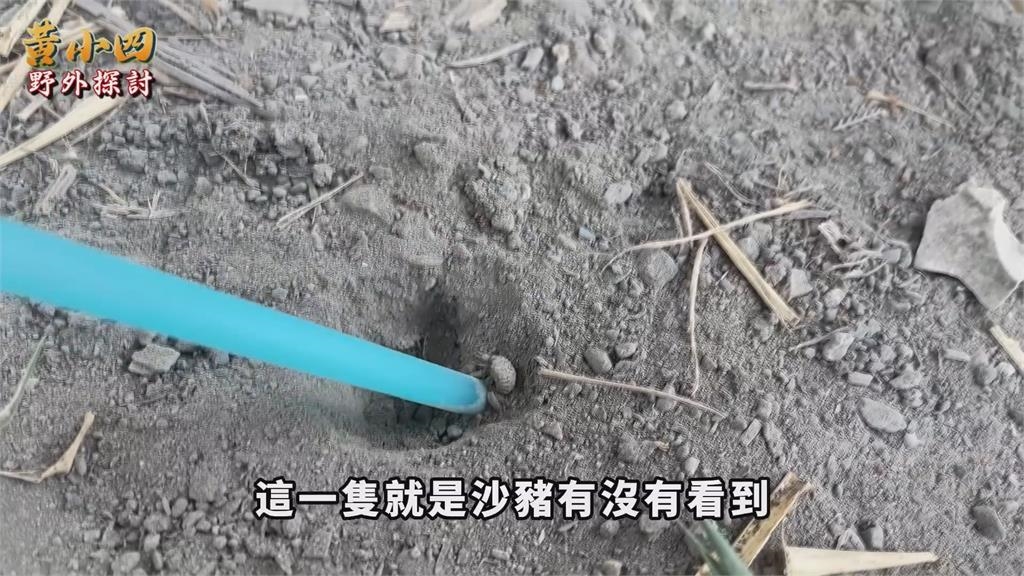 傳承農村樂趣！他帶孩童赴野外「抓蟻獅」　網讚：現代小朋友想不到的遊戲