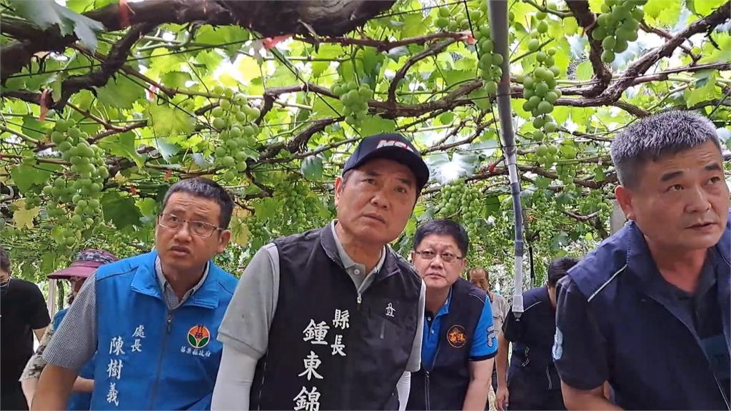 苗栗卓蘭巨峰葡萄授粉不良 「石葡萄」災情逾兩成達救助標準