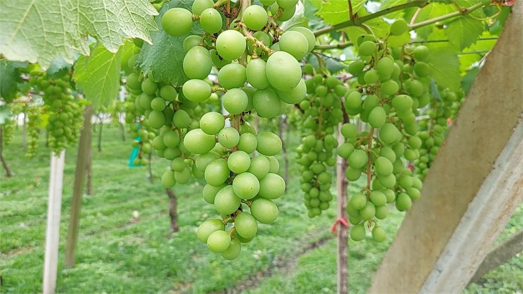 苗栗卓蘭巨峰葡萄授粉不良 「石葡萄」災情逾兩成達救助標準