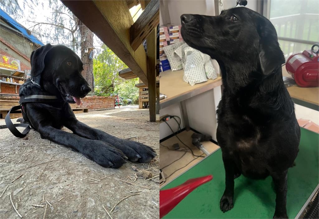 2歲搜救犬菜鳥「叼戰利品」狂炫耀！他見「黑白花紋」嚇暈：以為是毒蛇