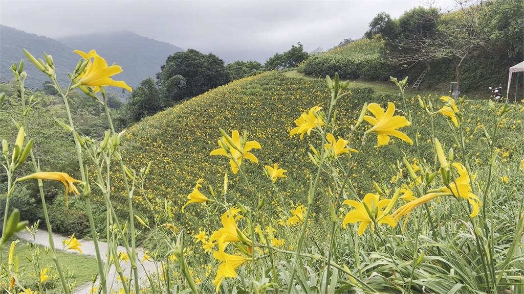 天降甘霖滋潤2次綻放 台東知本金針花海大爆發