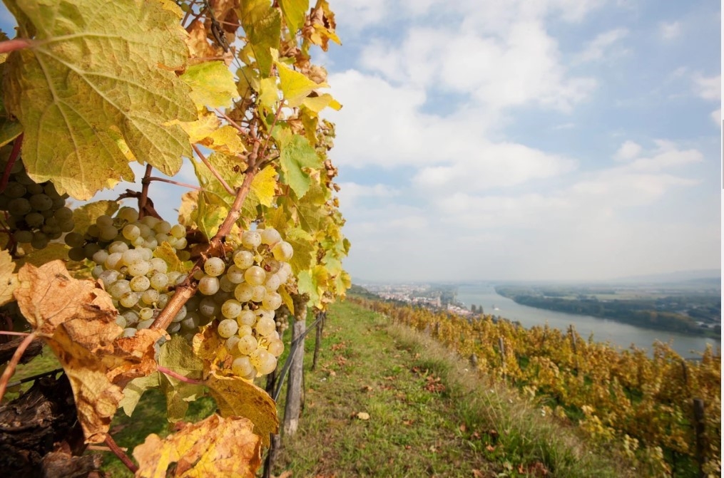 換季皮膚問題多！有機保養才是王道　葡萄酒莊園推出純淨環保品牌