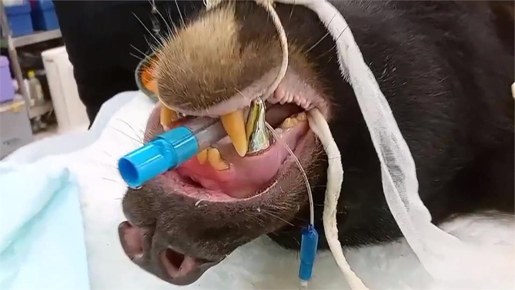 台灣黑熊「波比」戴上牙套　張嘴見兩顆大鋼牙