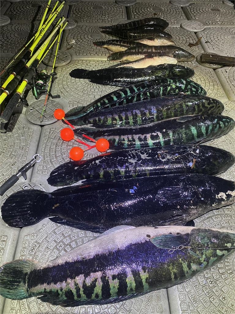 凶猛惡霸落網！釣魚達人日月潭除魚虎　捕獲量「80台斤」成績驚人