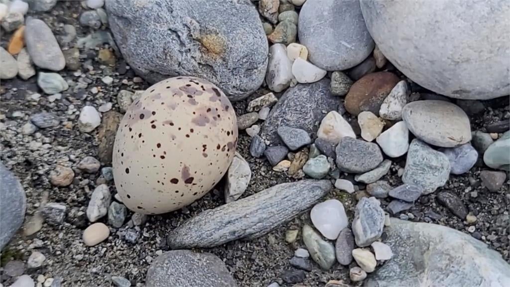 被人撿走? 花蓮立霧溪口小燕鷗 50多巢鳥蛋不翼而飛