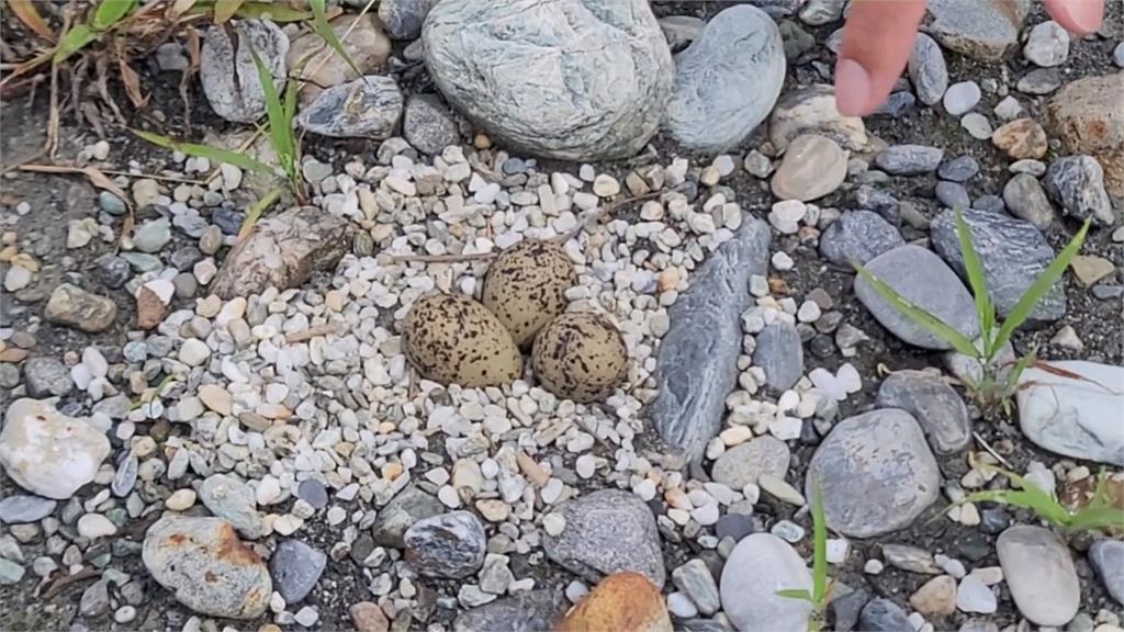 被人撿走? 花蓮立霧溪口小燕鷗 50多巢鳥蛋不翼而飛