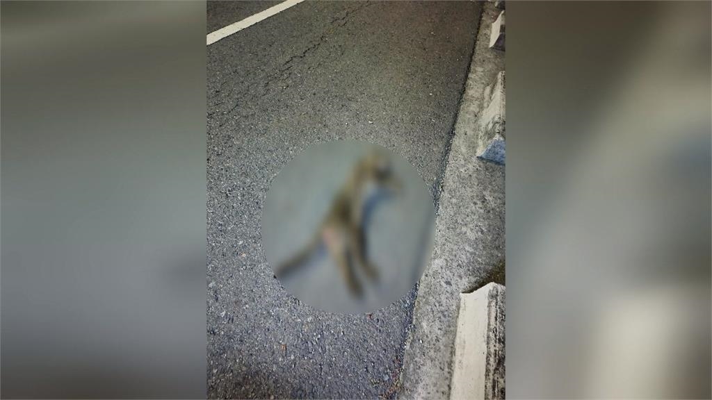 靠海的鹿港竟有石虎蹤跡！　卻不幸遭路殺