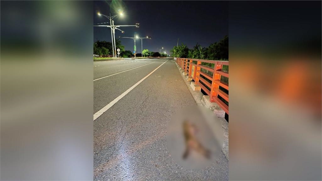 靠海的鹿港竟有石虎蹤跡！　卻不幸遭路殺