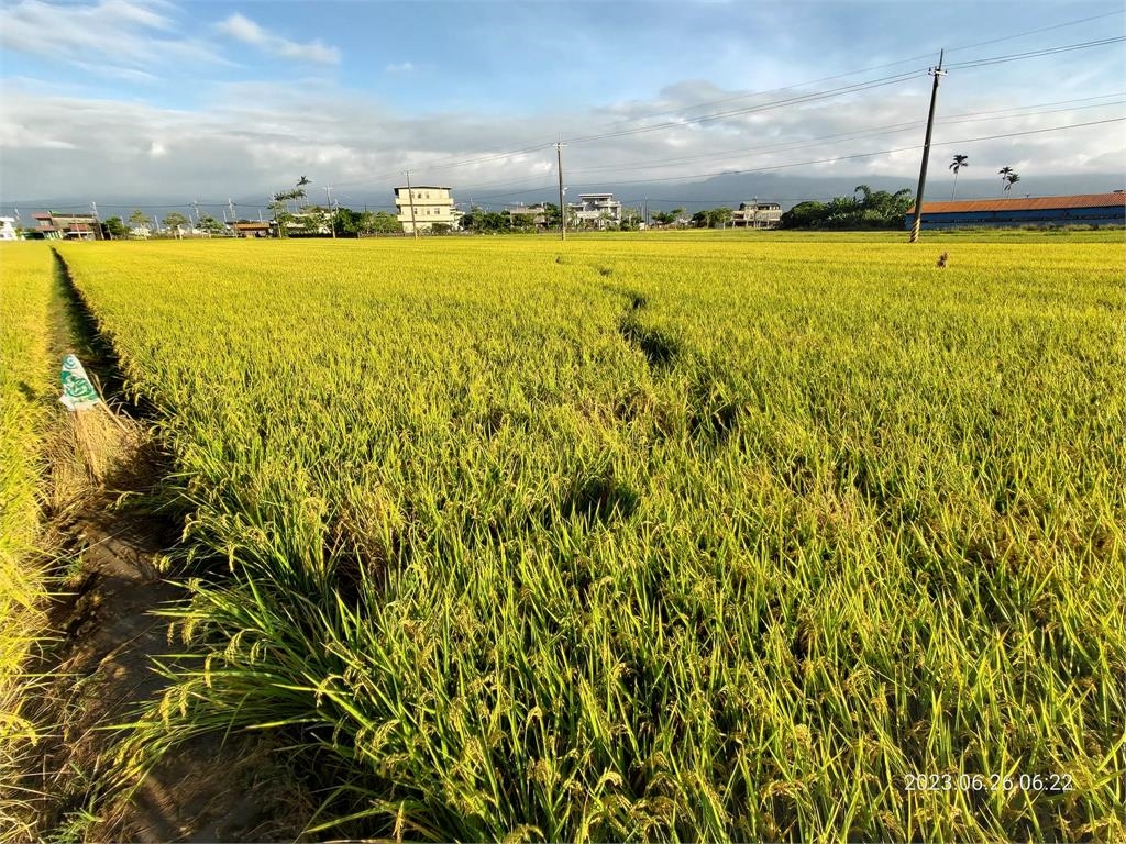 過份！遊客把稻田「踩成這樣」　農夫怒撤巫婆稻草人：以後再也不放