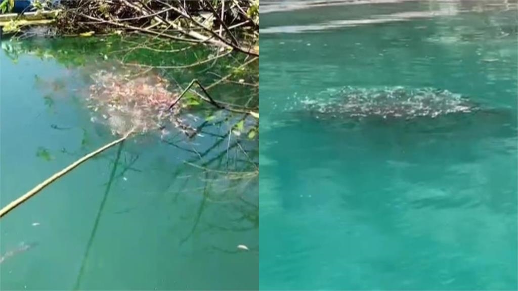 魚虎繁殖期來襲「亮紅色警戒」！縣府呼籲「電撈前1動作」避免觸法