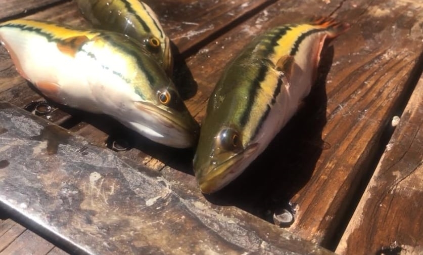 魚虎繁殖期來襲「亮紅色警戒」！縣府呼籲「電撈前1動作」避免觸法