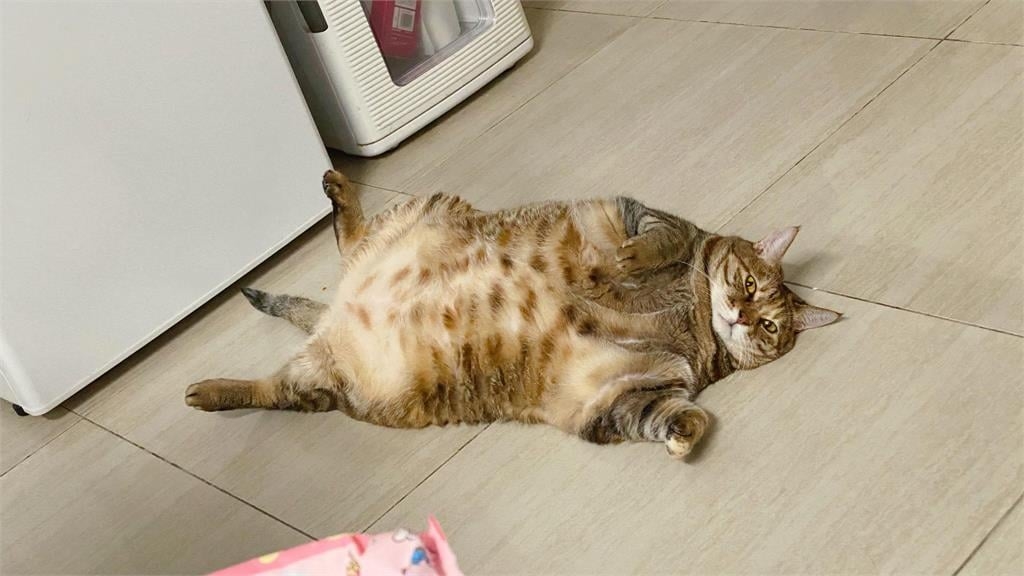 胖胖貓熱到抓狂！融化成「9kg巨大麻糬」厭世放空網笑：份量太超過