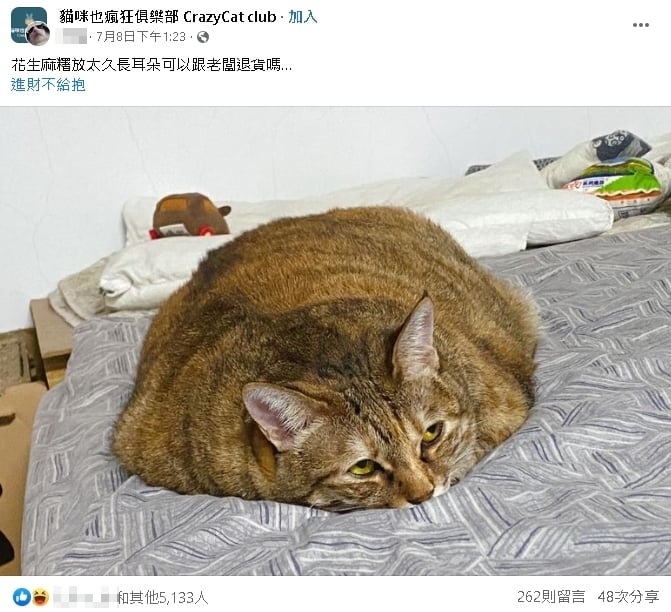 胖胖貓熱到抓狂！融化成「9kg巨大麻糬」厭世放空網笑：份量太超過