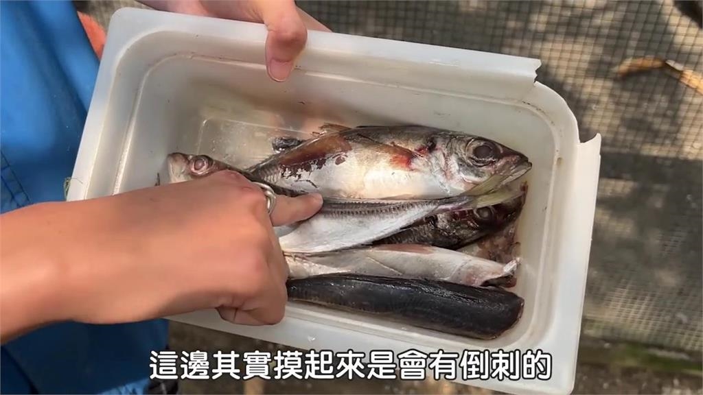 嘴巴最大鳥類鵜鶘食量大 看到食物就蹭上去她無奈:好現實