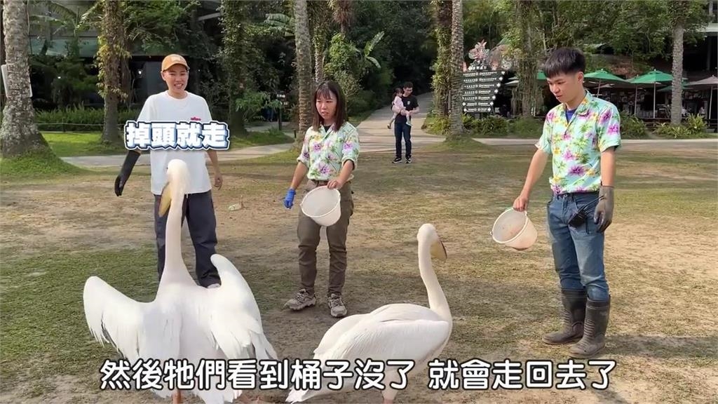 嘴巴最大鳥類鵜鶘食量大 看到食物就蹭上去她無奈:好現實