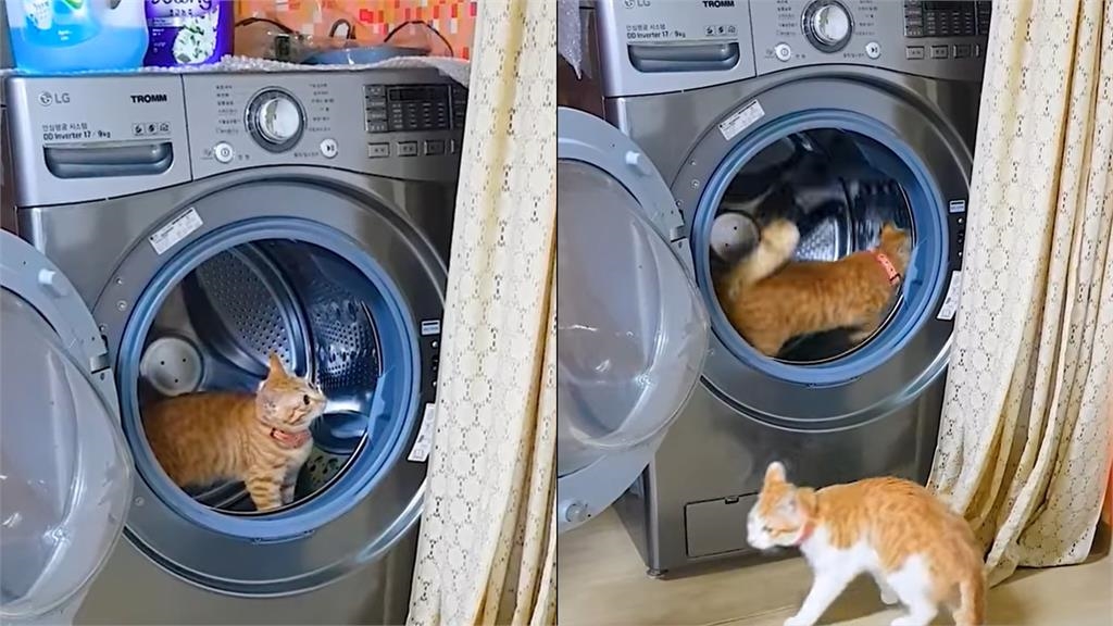 我胖我自知！橘貓偷闖滾筒洗衣機「賣力狂奔」笑翻5萬網：開罐罐應援