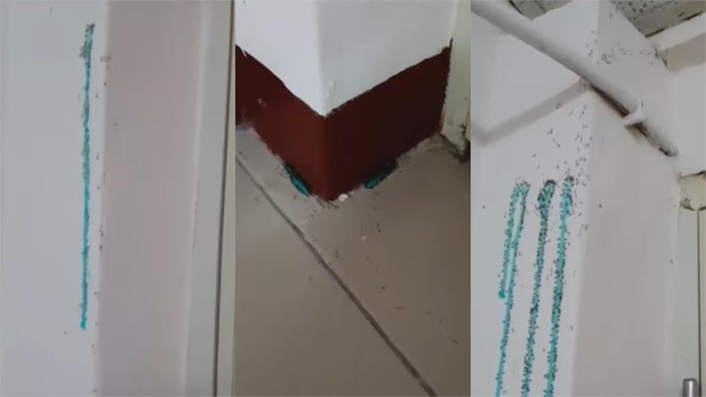 每月花7千竟被雷「慘租蟻窩」！19秒超噁畫面網嚇壞：比凶宅還可怕