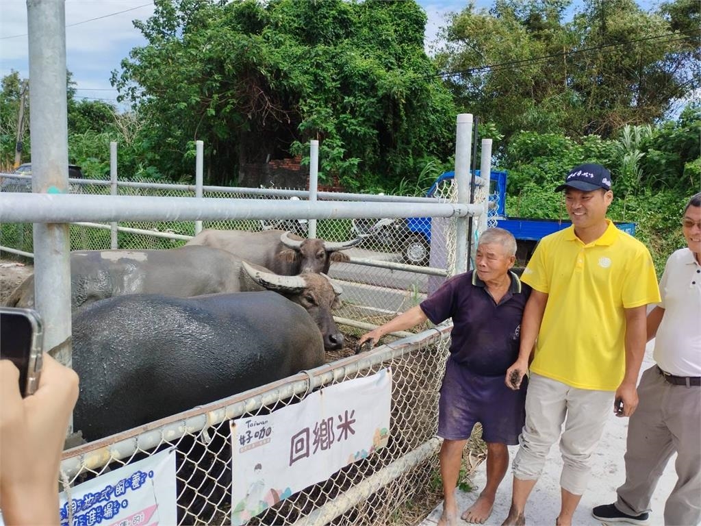 雲林虎尾最後1隻水耕牛正式退休 伴10年老農不捨喊:去過好日子吧!