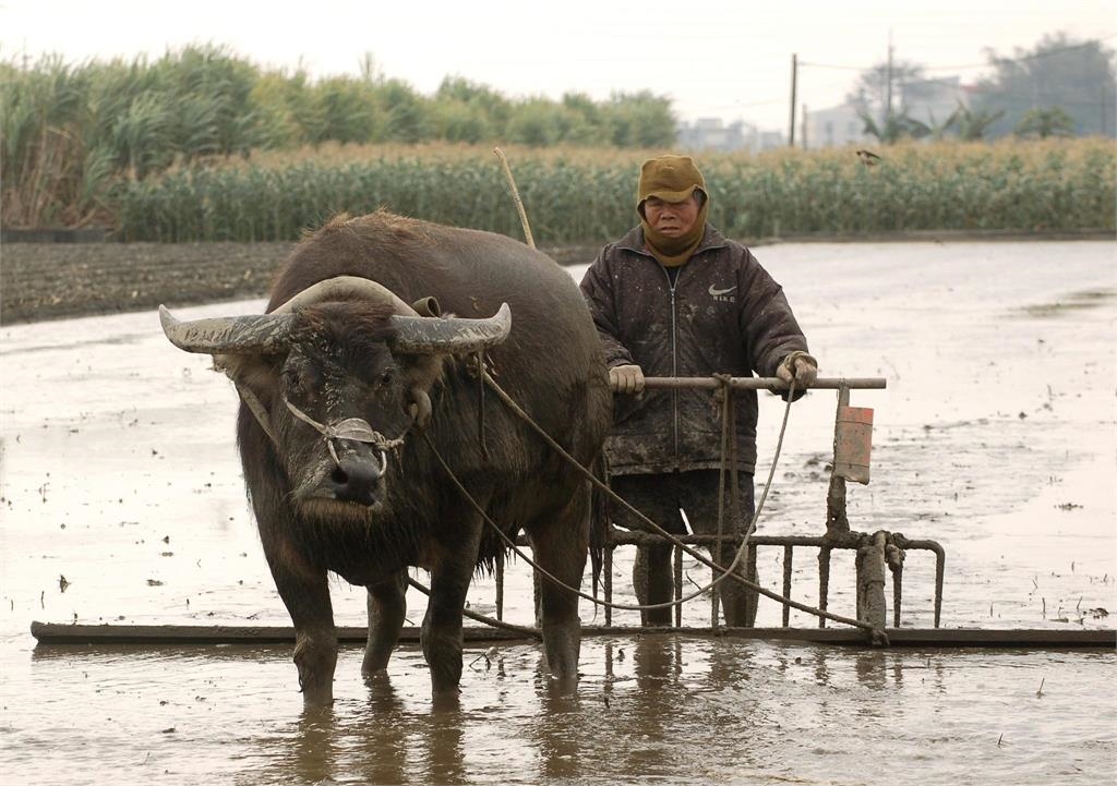 雲林虎尾最後1隻水耕牛正式退休 伴10年老農不捨喊:去過好日子吧!