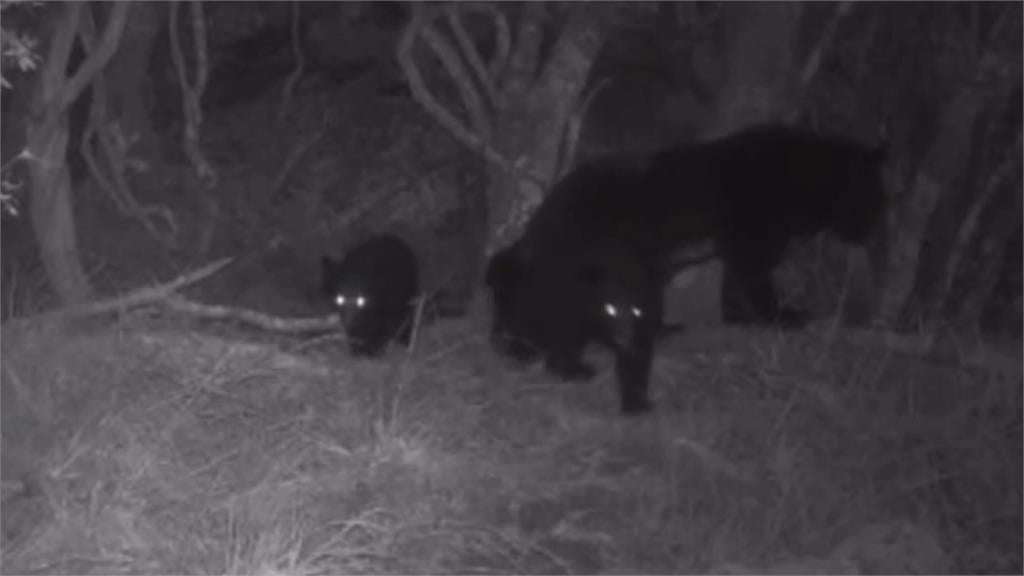 首度曝光！母熊帶3幼熊入鏡　台灣黑熊族群持續擴大中