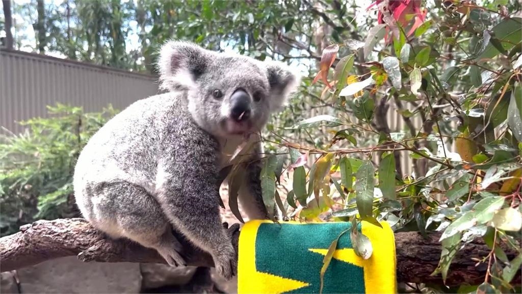 女足版章魚哥「瑪蒂達」　澳洲無尾熊預測地主晉決賽