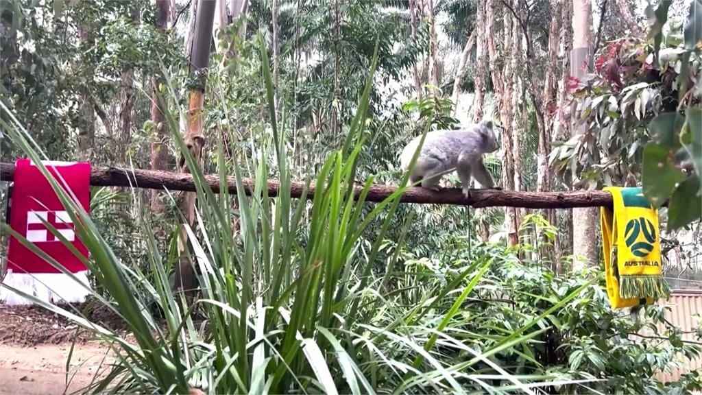 女足版章魚哥「瑪蒂達」 澳洲無尾熊預測地主晉決賽