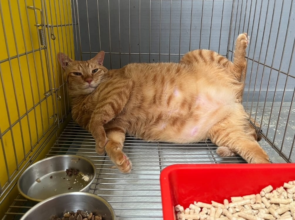 新北「超Chill胖橘貓」遭棄養!嘲諷神情吸6千人朝聖:好像加菲貓