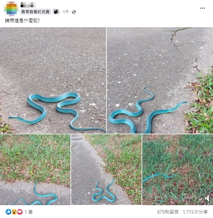 Tiffany聯名?路旁直擊超夢幻「色違青蛇」 內行曝稀有關鍵:好運爆棚