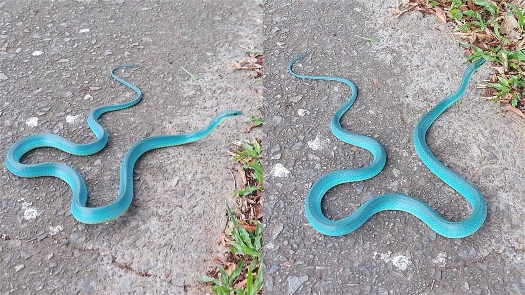 Tiffany聯名?路旁直擊超夢幻「色違青蛇」 內行曝稀有關鍵:好運爆棚