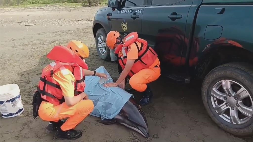 瓶鼻海豚擱淺黃金海岸沙灘　民眾合力抬入海又被衝上岸