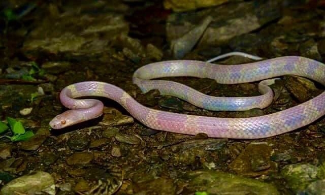 巧遇S級稀有白化「白梅花蛇」！魔幻粉嫩「半透明色澤」美呆2千人：神物出沒