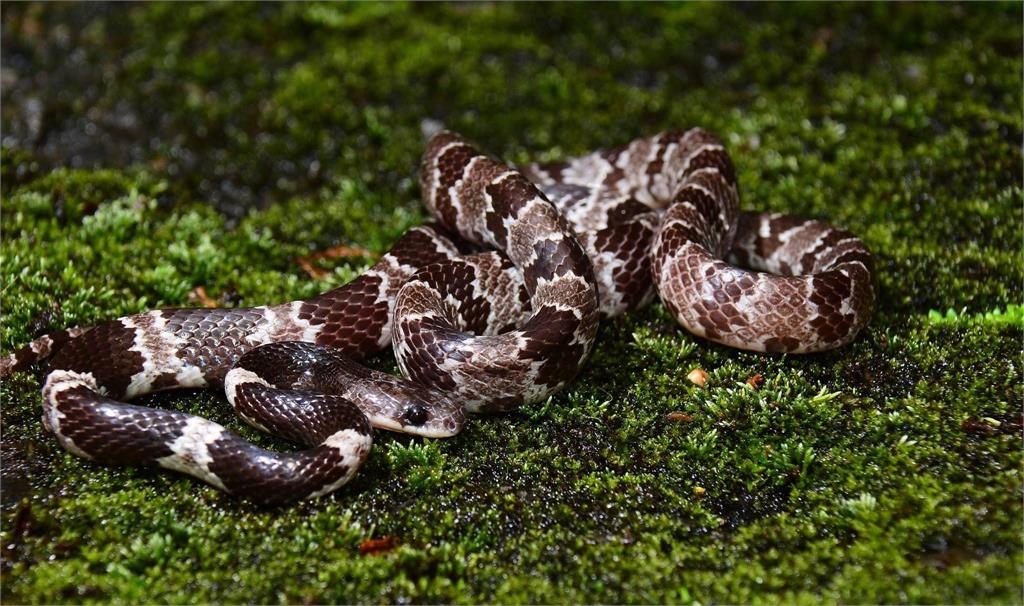 巧遇S級稀有白化「白梅花蛇」！魔幻粉嫩「半透明色澤」美呆2千人：神物出沒